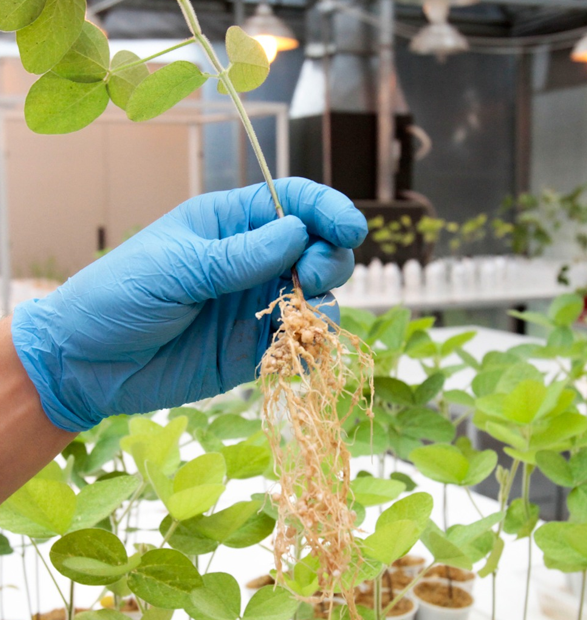 El papel de la prospectiva en la configuración de la innovación tecnológica: estudio de los bioinsumos en Argentina